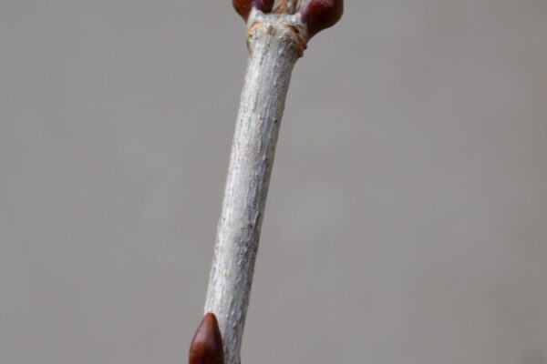 Viburnum trilobum ′Alfredo′ - Buds