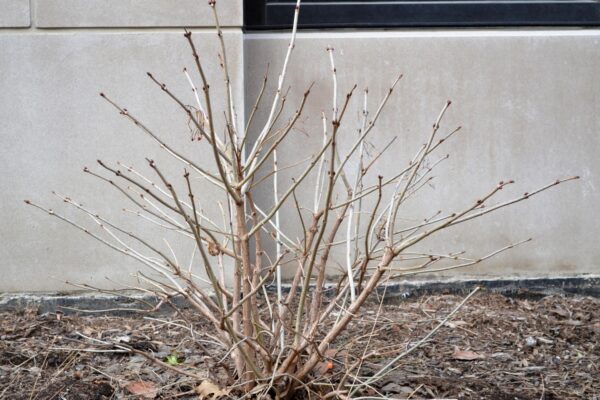 Viburnum trilobum ′Alfredo′ - Winter Habit
