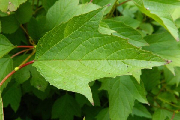 Viburnum trilobum ′Alfredo′ - Leaf