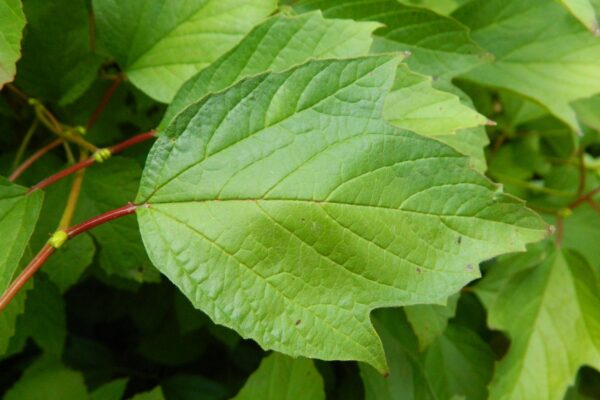 Viburnum trilobum ′Alfredo′ - Leaf