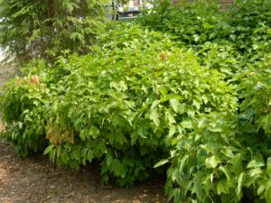 Viburnum trilobum ′Alfredo′ - Habit