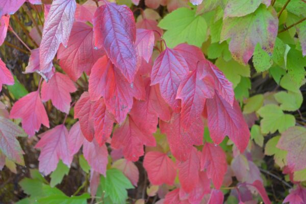 Viburnum trilobum ′Alfredo′ - Fall Foliage