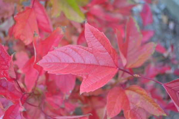 Viburnum trilobum ′Alfredo′ - Fall Leaf