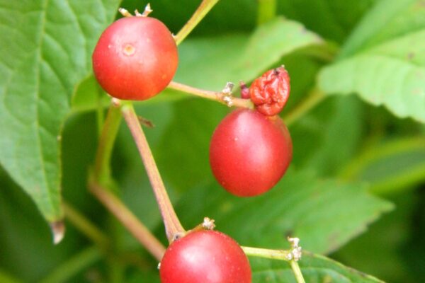 Viburnum trilobum ′Alfredo′ - Fruits