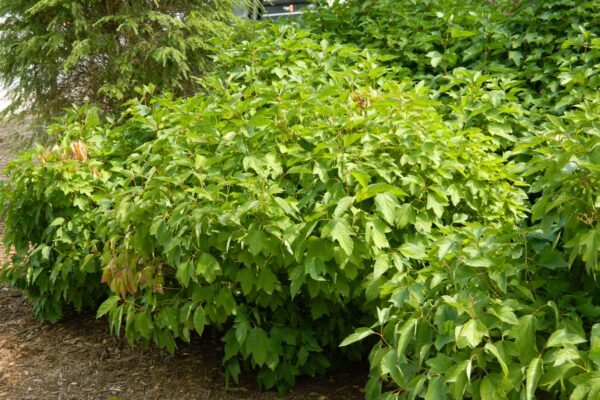 Viburnum trilobum ′Alfredo′ - Habit