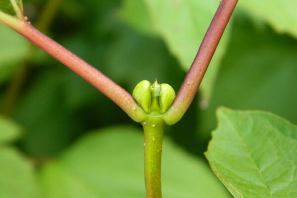 Viburnum trilobum ′Alfredo′ - Buds