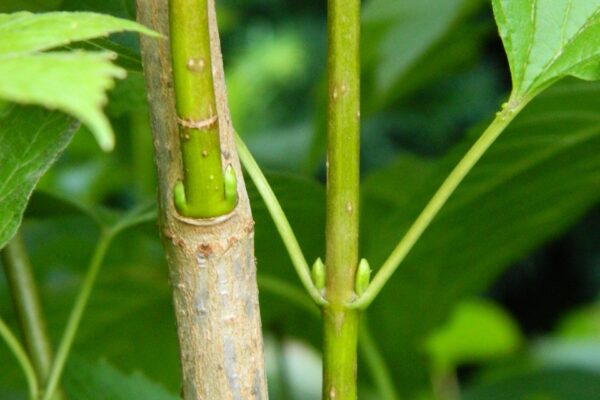 Viburnum trilobum ′Alfredo′ - Old and Young Stems