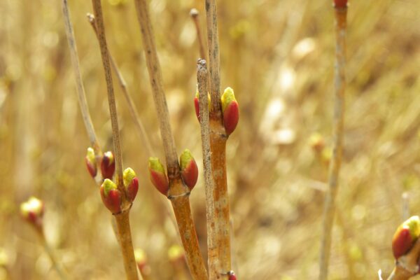 Viburnum trilobum ′Alfredo′ - Buds