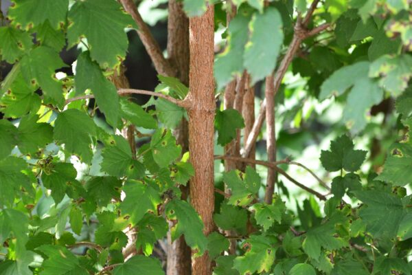 Viburnum acerifolium - Bark and leaves