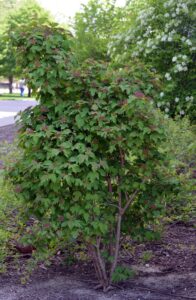 Viburnum acerifolium - Overall Shrub