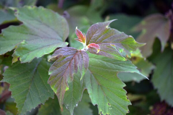 Viburnum acerifolium - Emerging foliage