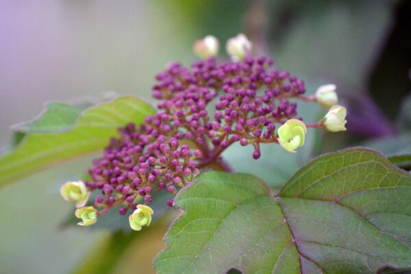 Viburnum acerifolium - Developing flower head (cyme)