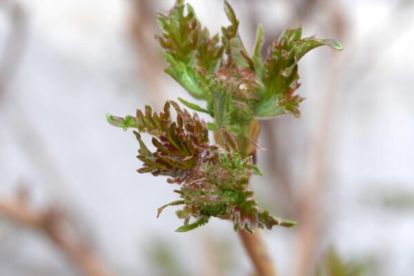 Viburnum acerifolium - Emerging Foliage