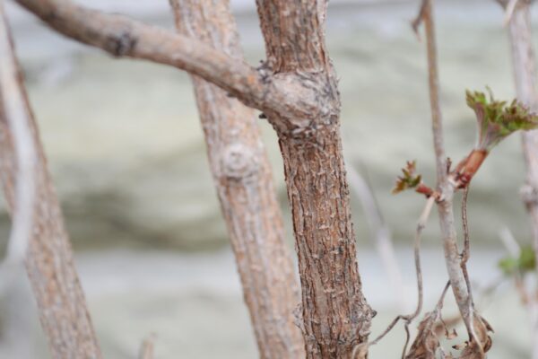 Viburnum acerifolium - Bark