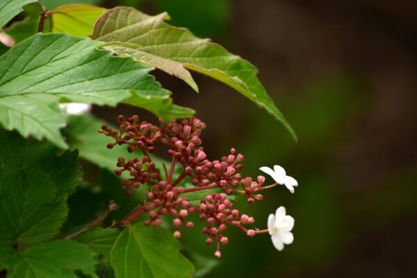 Viburnum acerifolium - Flower Buds