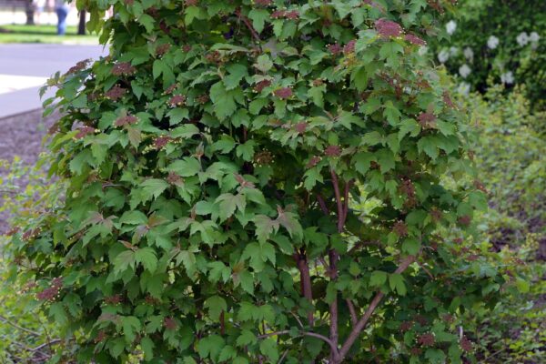 Viburnum acerifolium - Overall Shrub