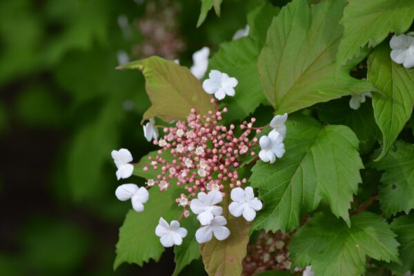 Viburnum acerifolium - Flower