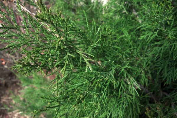 Juniperus chinensis ′Spearmint′ - Foliage