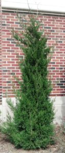 Juniperus chinensis ′Spearmint′ - Habit