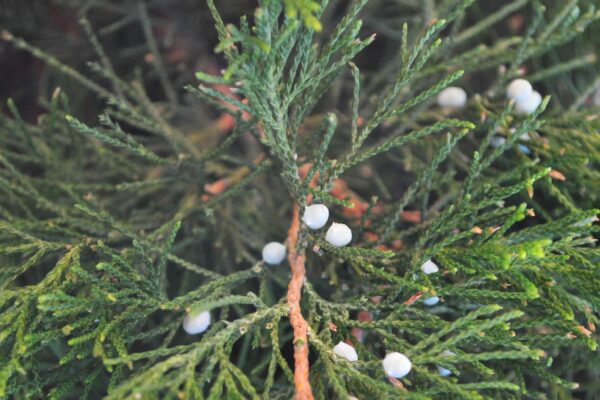 Juniperus chinensis ′Spearmint′ - Fruit & Foliage