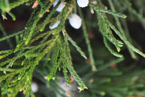 Juniperus chinensis ′Spearmint′ - Foliage & Fruit Detail