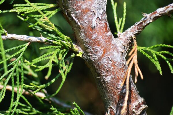 Juniperus chinensis ′Spearmint′ - Bark