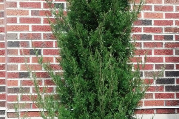 Juniperus chinensis ′Spearmint′ - Habit