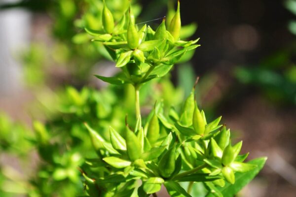 Hypericum kalmianum ′Ames′ - Fruit & Foliage