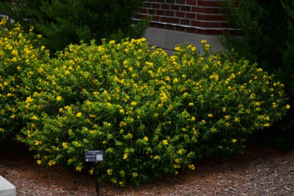 Hypericum kalmianum ′Ames′ - Flowering Habit