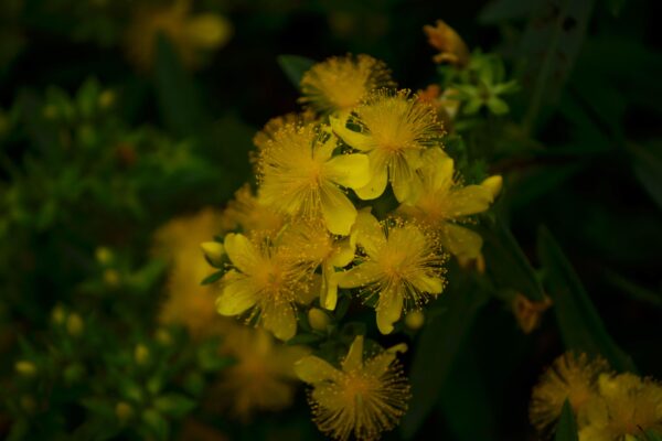 Hypericum kalmianum ′Ames′ - Flowers