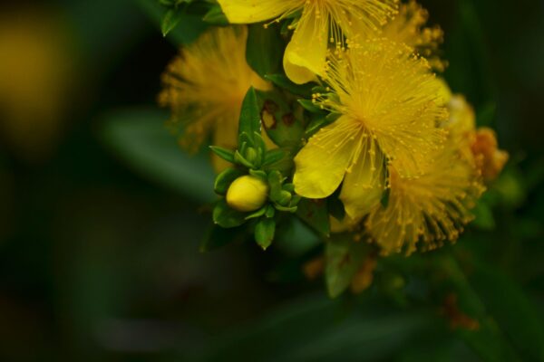 Hypericum kalmianum ′Ames′ - Flowers and Buds