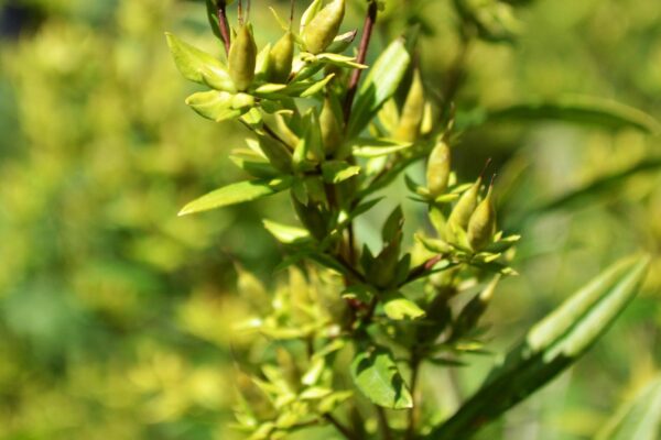 Hypericum kalmianum ′Ames′ - Fruit & Foliage