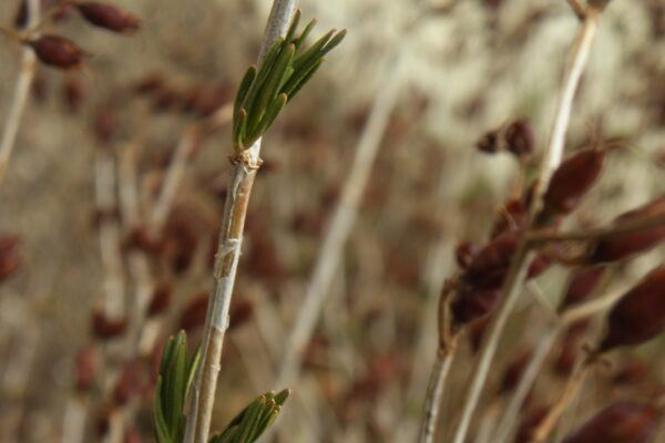 Hypericum kalmianum ′Ames′ - Emerging Foliage