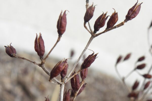 Hypericum kalmianum ′Ames′ - Remnant Fruit