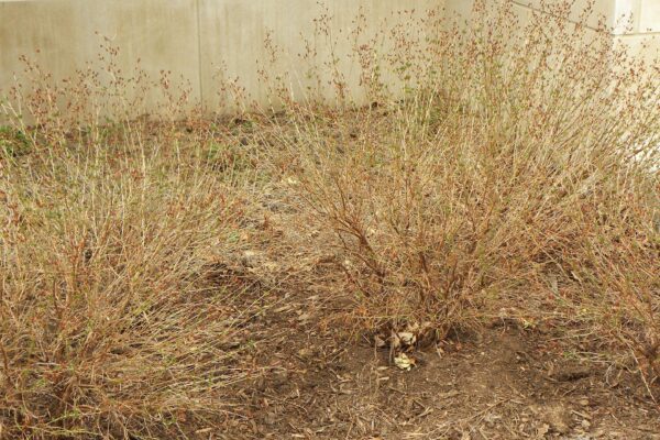 Hypericum kalmianum ′Ames′ - Winter Habit