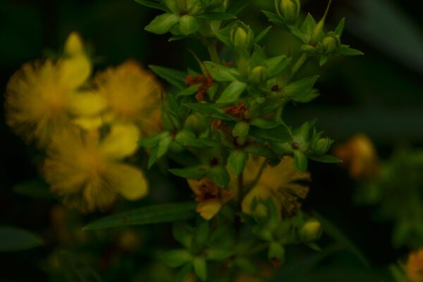 Hypericum kalmianum ′Ames′ - Buds