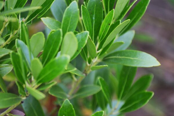 Ilex glabra ′Chamzin′ [sold as Nordic®] - Foliage