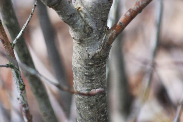 Ilex glabra ′Chamzin′ [sold as Nordic®] - Bark