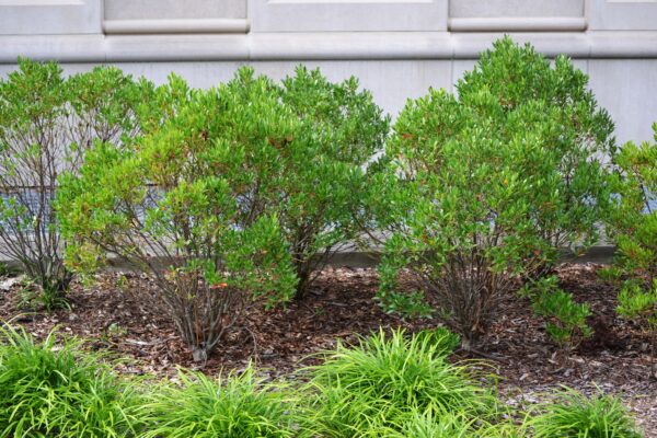 Ilex glabra ′Chamzin′ [sold as Nordic®] - Summer Habit