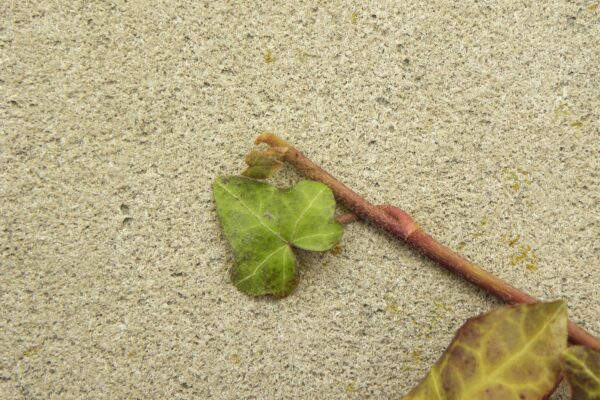 Hedera helix ′Baltica′ - Foliage and Vine