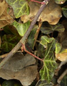 Hedera helix ′Baltica′ - Foliage and Buds