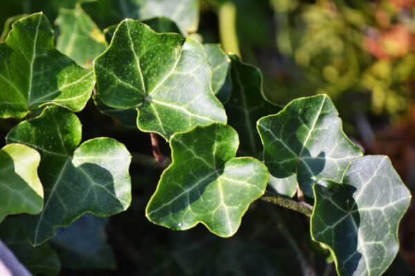 Hedera helix ′Baltica′ - Foliage