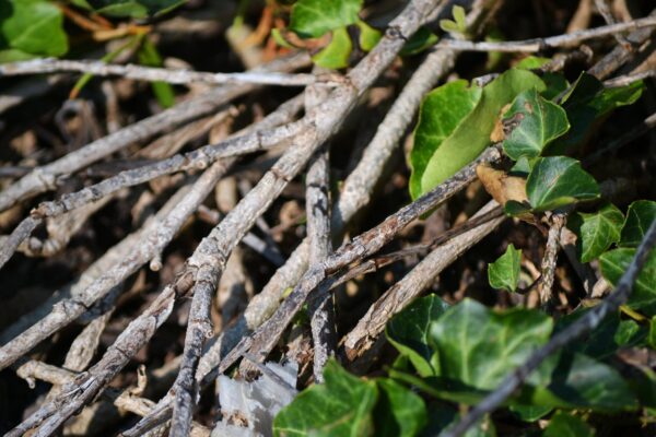 Hedera helix ′Baltica′ - Bark