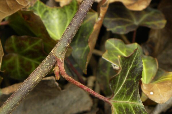 Hedera helix ′Baltica′ - Foliage and Buds