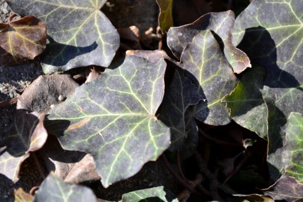 Hedera helix ′Thorndale′ - Winter Foliage