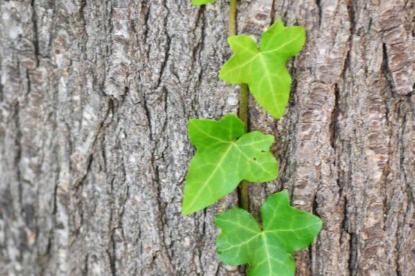 Hedera helix ′Thorndale′ - Leaves