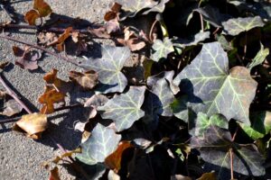 Hedera helix ′Thorndale′ - Winter Foliage