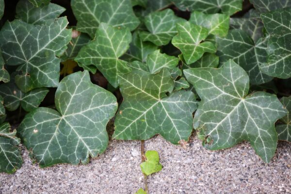 Hedera helix ′Thorndale′ - Foliage