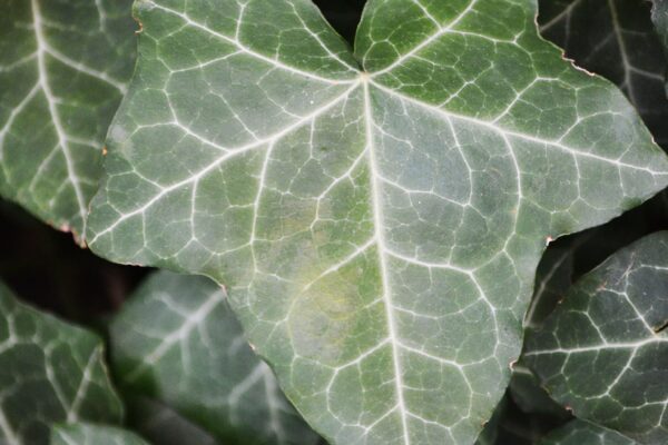 Hedera helix ′Thorndale′ - Leaf