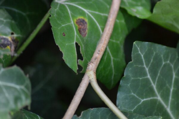 Hedera helix ′Thorndale′ - Bark